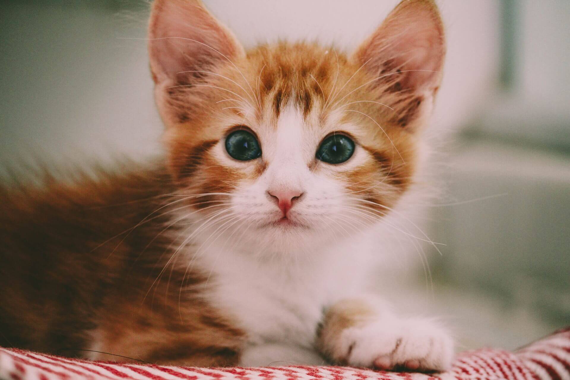 brown-and-white-kitten