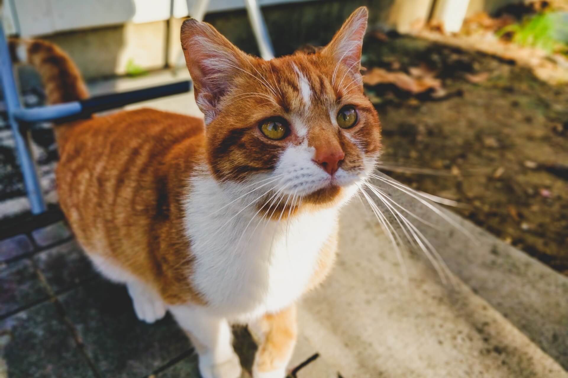 orange-and-white-tabby-cat